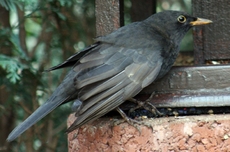 Amsel-Futterhaus-D.jpg